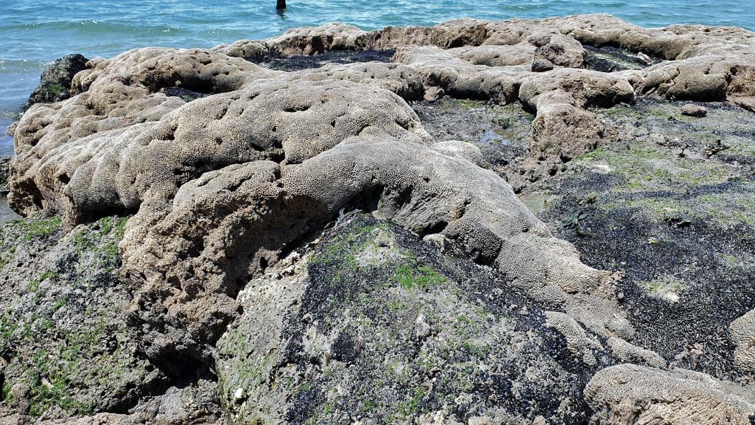 Freiliegende Korallen am Strand Pyla sur Mer