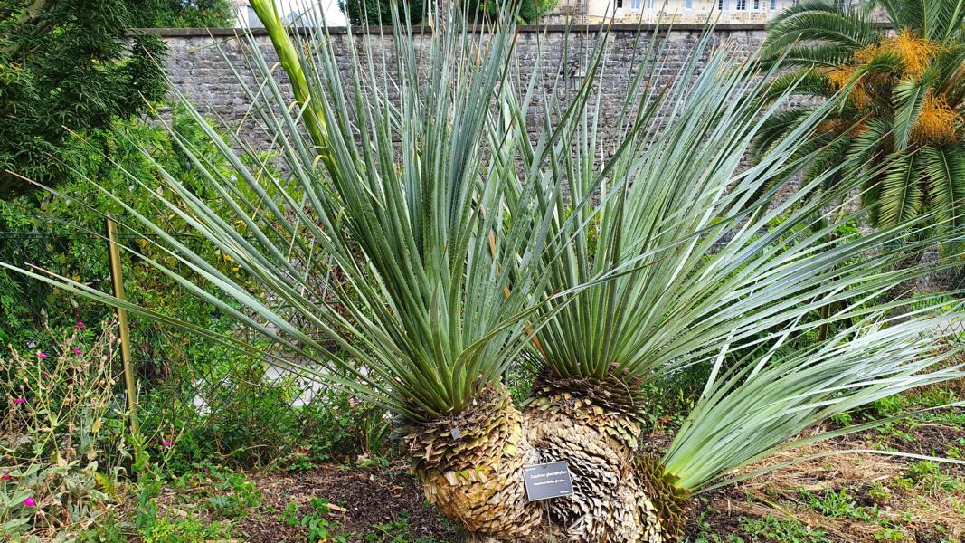 Botanischer Garten von Bayonne