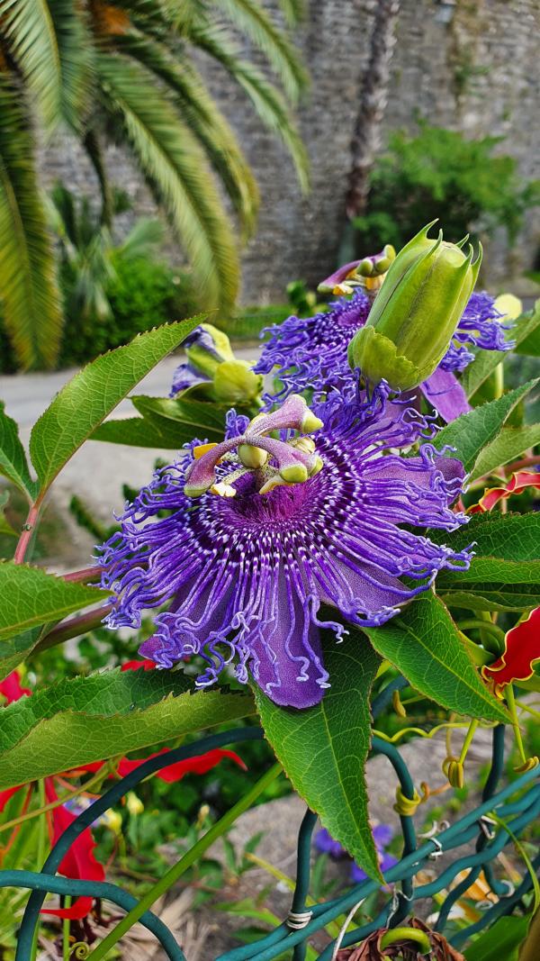 Botanischer Garten von Bayonne