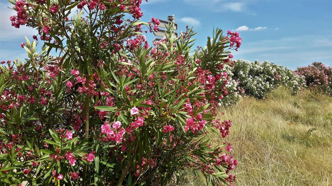 Oleander gedeiht trotz der Trockenheit sehr gut.