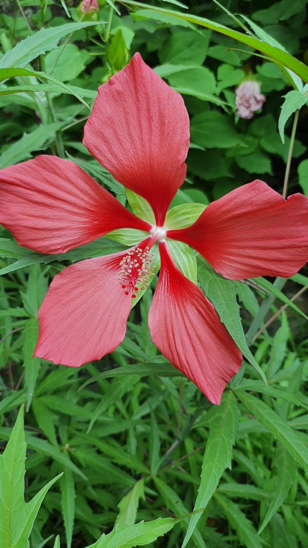 Hibiskusblüte