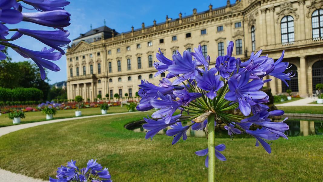 Agapanthus bildet Kontraste zum Residenzgebäude 