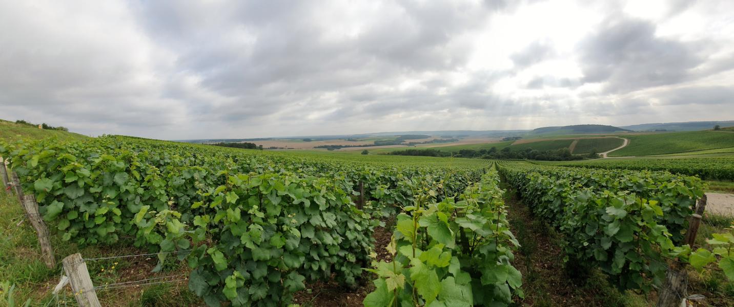 Weinberge in der Champagne