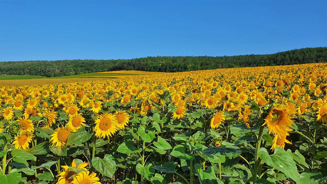 Im Juli prägen neben Weinbergen Sonnenblumenfelder die Landschaft der Champagne.