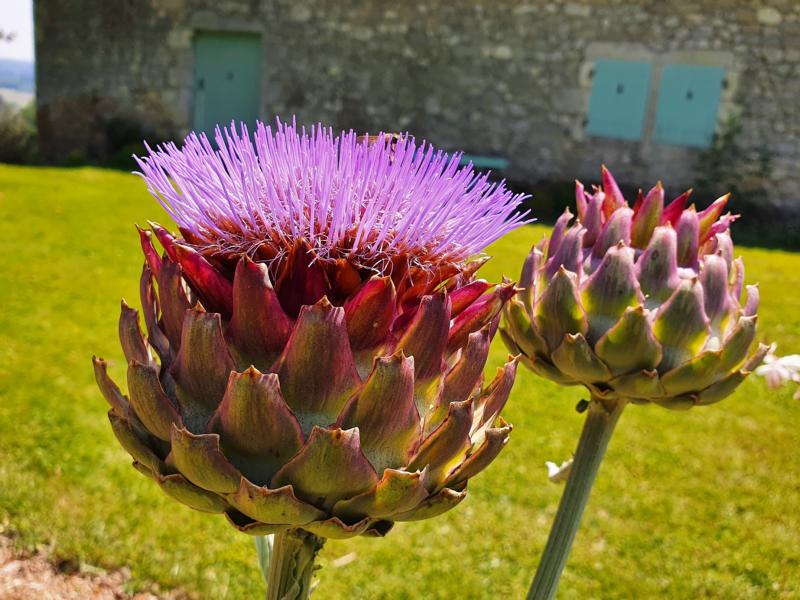 Artischockenblüte