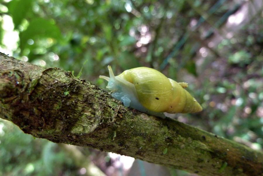 Harmlose Gehäuseschnecke