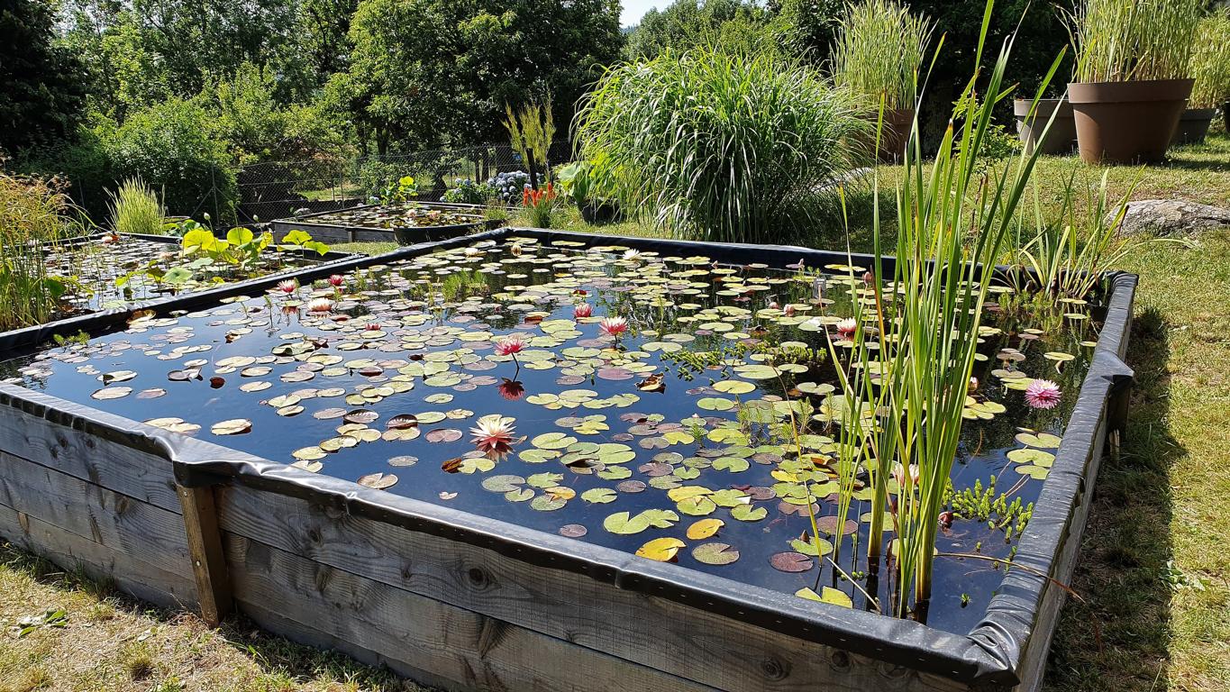 Die Seerosenbecken im Titus Le Jardin.