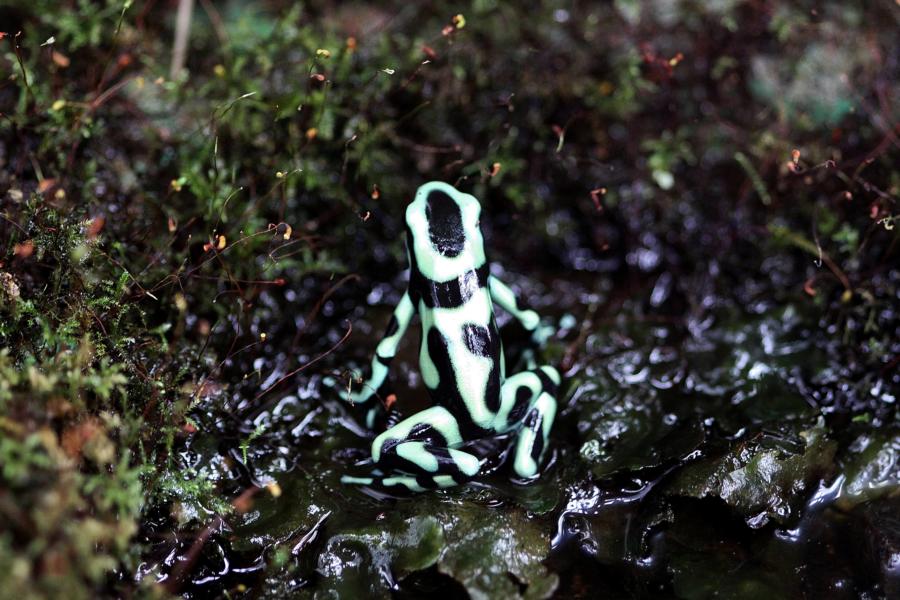 Goldbaumsteigerfrosch