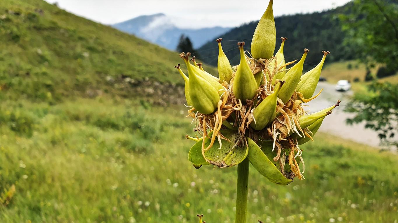 Fruchtstand des Gelben Enzians