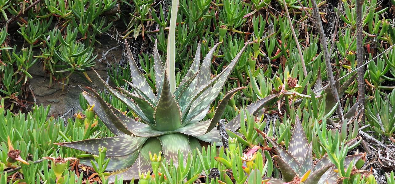 Agave