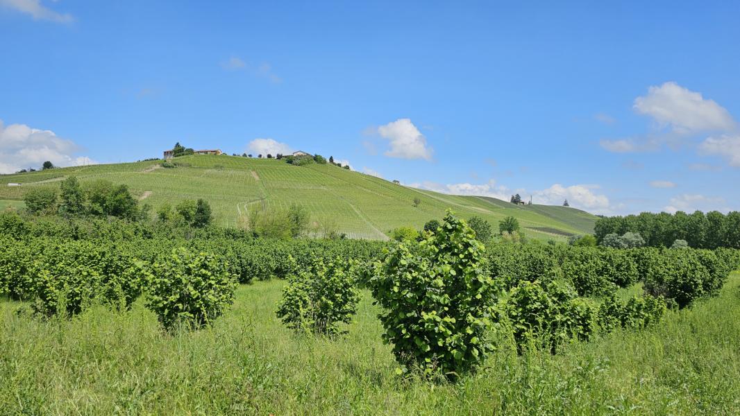 Italien ist nach der Türkei der zweitgrößte Produzent von Haselnüssen. Die Hauptanbaugebiete liegen in Piemont, Latium und Kampanien. Italienische Haselnüsse sind für ihren intensiven Geschmack bekannt und werden häufig in der Süßwarenindustrie verwendet.