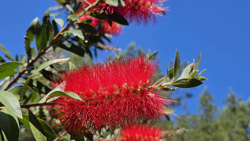 Die Pflanze heißt Bottlebrush. Sie ist berühmt für ihre leuchtend roten Blüten, die wie Flaschenbürsten aussehen, und ihre langen, schlanken Staubblätter. Diese Pflanzen sind in Australien heimisch.