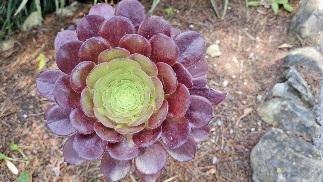 Die Schwarze Rose, eine Sukkulente, ist beliebt wegen ihrer Trockenresistenz und ihres geometrischen, fast kunstähnlichen natürlichen Designs.