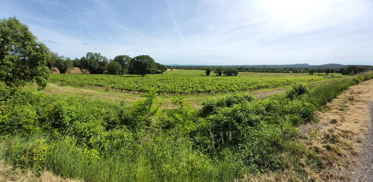 Weinanbaugebiet der Winzerin Cauviac