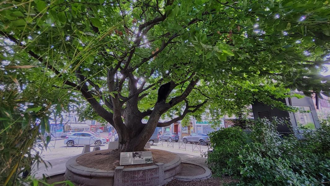 In der Stadt Le Puy-en-Velay existieren mehrere sehr alte Baumexemplare, die gut geschützt und unbeschädigt sind.