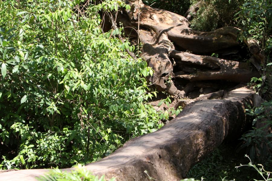 Im Rincón de la Vieja-Nationalpark sind viele naturnahe Brücken über die Flussläufe geschaffen worden. Der Gang über abgeflachte Baumstämme lässt das Adrenalin in die Adern schießen. Man muss sie balancierend nutzen.