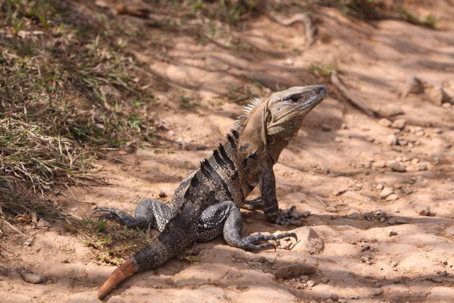 Der Leguan nutzt den heißen Pfad zum Sonnenbad.