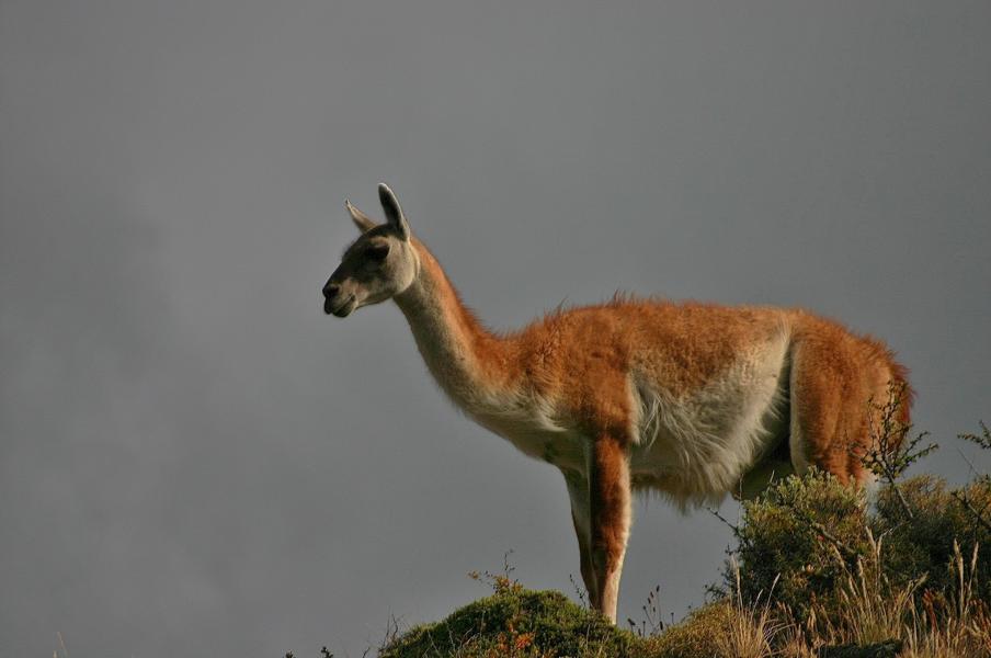 Das Guanako (Lama guanicoe) ist eine wildlebende Art innerhalb der Familie der Kamele. Es lebt vor allem im westlichen und südlichen Südamerika und ist die Stammform des domestizierten Lamas. Guanakos erreichen eine Kopfrumpflänge von 120 bis 220 Zentimetern, eine Schulterhöhe von 120 Zentimetern und ein Gewicht von 100 bis 120 Kilogramm. Das Fell ist wollig und dicht.