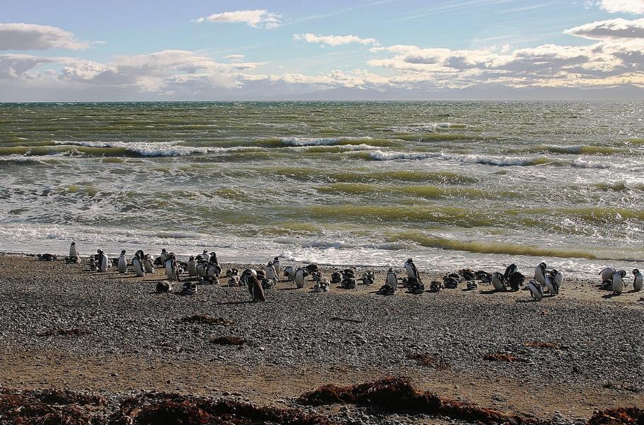 Der Magellan-Pinguin ist eine Vogelart in der Gattung der Brillenpinguine. Er kommt im Süden Südamerikas vor. Ihren wissenschaftlichen Namen erhielt die Art wegen ihrer Häufigkeit an den Küsten der ?Terra Magellanica?, die etwa dem Gebiet von Patagonien entspricht. Das Erstaunlichste an diesen Pinguinen ist das Fehlen jeglicher Scheu vor dem Menschen. Man kann sich ihnen bis auf Armlänge nähern, ohne dass sie flüchten oder Drohgebärden zeigen. Man muss sogar Acht geben, dass man ihnen nicht auf die Füße tritt, so arglos sind diese Vögel.