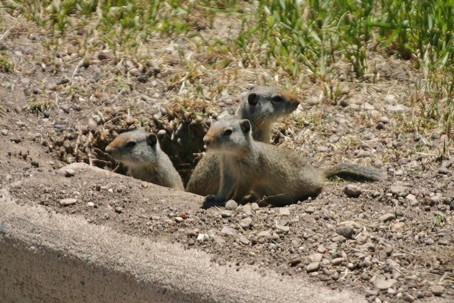 Furchtlose Ziesel am Straßenrand. Sie leben in zweierlei Typen von Erdbauen: in dauerhaften Bauen, in denen sie die Nacht oder ihren Winterschlaf verbringen und die Jungen gebären und großziehen, und in vorübergehend bezogenen Schutzbauen, die ihnen als kurzfristige Zufluchtsorte dienen.