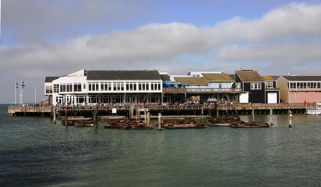 Ansammlung des Kalifornischen Seelöwen am Pier 39.