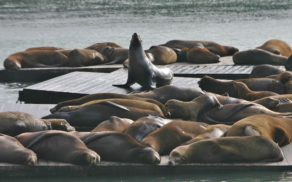 Der Kalifornische Seelöwe (Zalophus californianus) ist eine Ohrenrobbe, die an den nordamerikanischen Küsten des Pazifiks verbreitet ist.