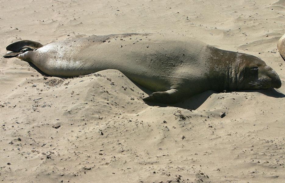 Den größten Teil ihres Lebens verbringen die Tiere im Meer, nur zum Fellwechsel und für die dreimonatige Paarungs- und Wurfzeit bilden sie große Kolonien.