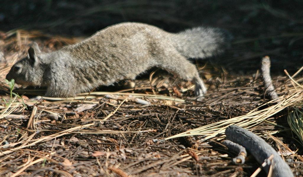 Flüchtendes Hörnchen.