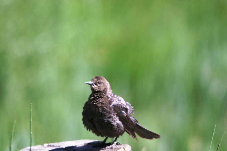 Amsel 