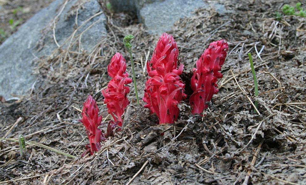 Spargelähnliche Pflanze in den Wäldern des Nationalparks.