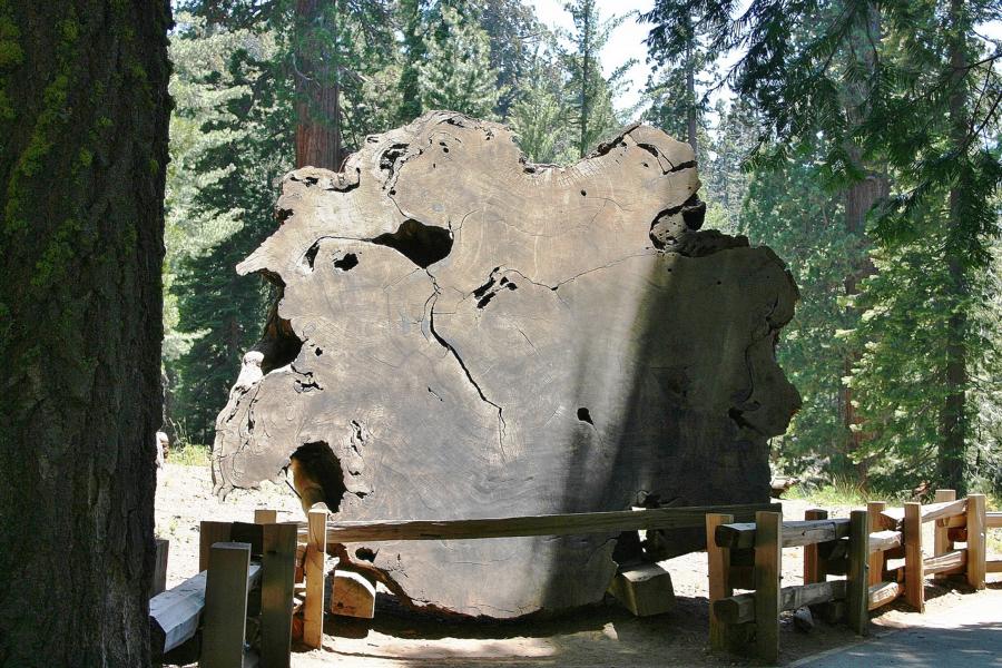 Demonstration der gigantischen Ausmaße eines Mammutbaumes.