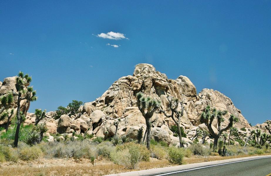 Der Joshua Tree gedeiht nur in der Mojave Wüste und auf dem mexikanischen Hochland in einer Höhe von über 900 m; er blüht von März bis Mai. 