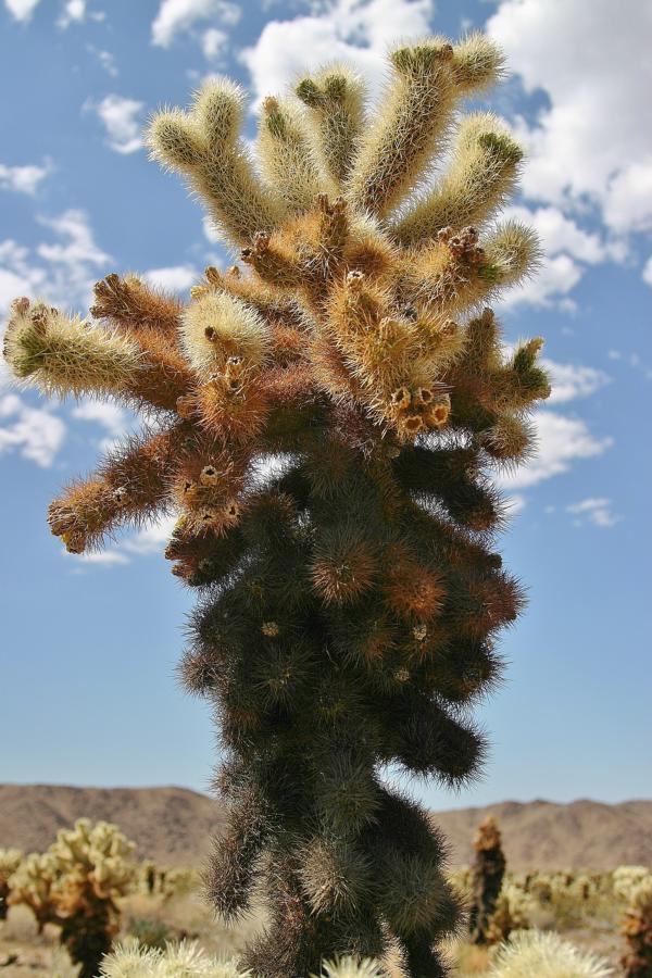 Alle Cholla Kakteenarten haben ein Holzskelett und mit Stachelbüscheln besetzte Äste. Die Stachel sind mit einer papierähnlichen Schicht umgeben, die das Sonnenlicht reflektiert und so die Pflanze vor dem Überhitzen schützt. Die Cholla Kaktee wird bis zu 2 Meter hoch, hat einen dunklen Stamm und neue Triebe in hellen Farben.