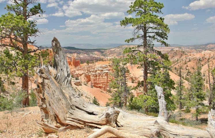 Blick vom Bryce Point auf das Amphitheater.