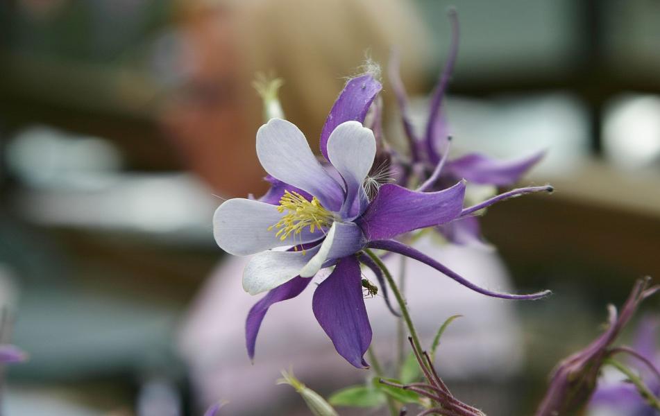 Der Sommer ist hier wegen der klimatischen Verhältnisse in diesen Höhenlagen kurz. Die zahllosen Wildblumen überall im Park nutzen die Zeit zum Blühen und Reifen.  So auch die Rocky Mountains Akelei (Aquilegia caerulea).