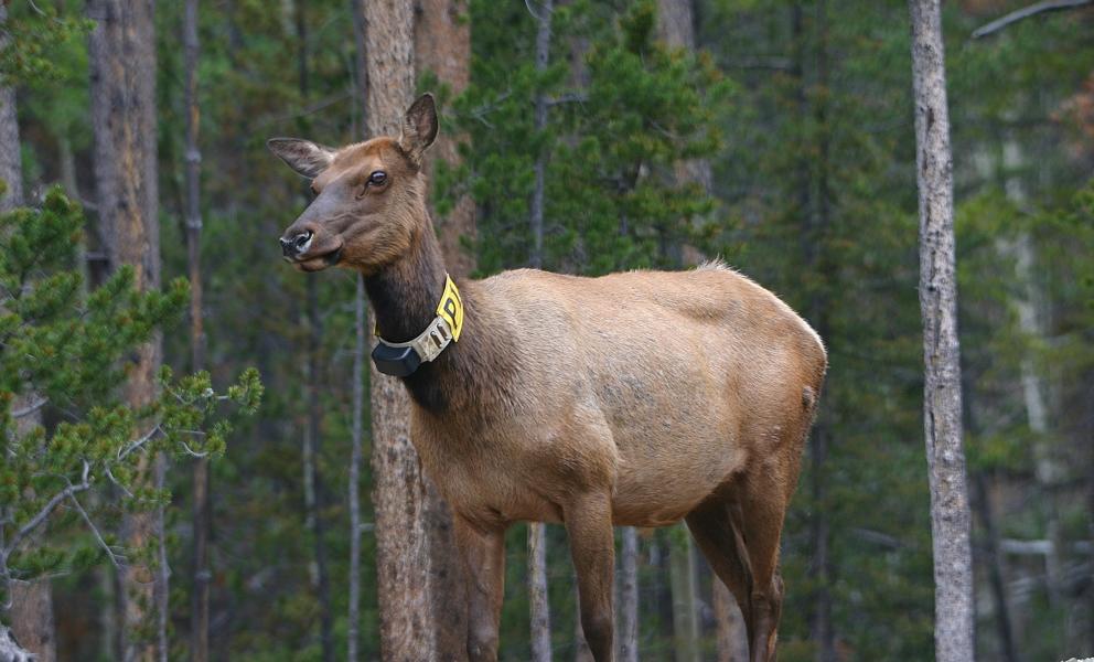 Die noch immer weitgehend unberührte Bergwelt der Rocky Mountains bietet einigen großen Säugetieren idealen Lebensraum. Zum klassischen Bild des Felsengebirges gehören zweifellos die Wapiti-Hirsche, die hier verbreitet sind. Hier ein Weibchen mit einem Sender.