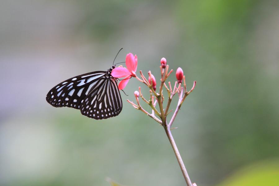 Im Schmetterlingsgarten von Kuala Lumpur.