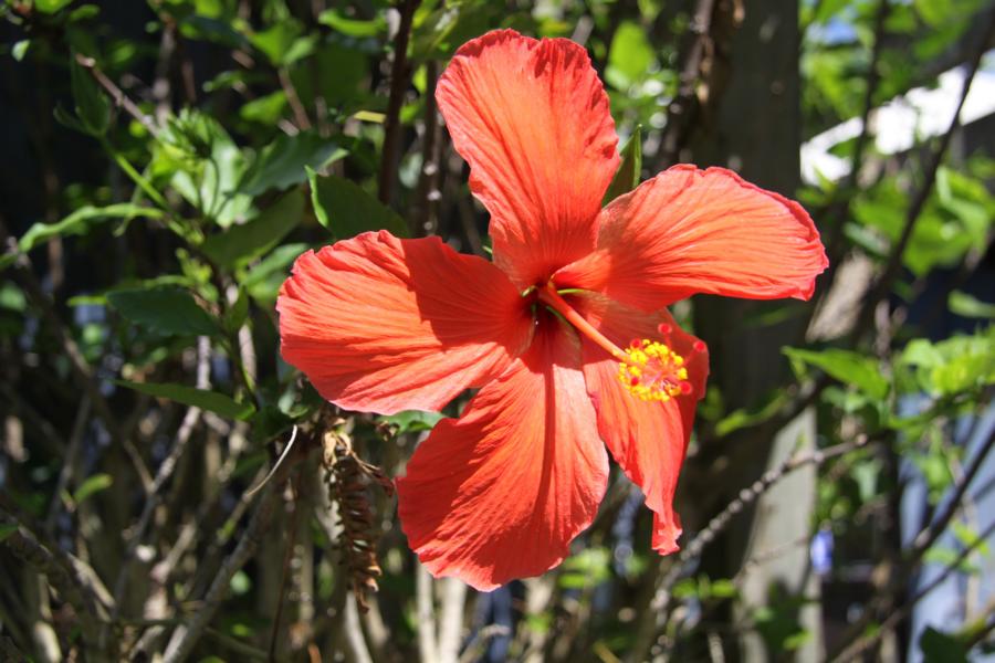 Das Klima in dieser Region lässt Hibiskus prächtig gedeihen.