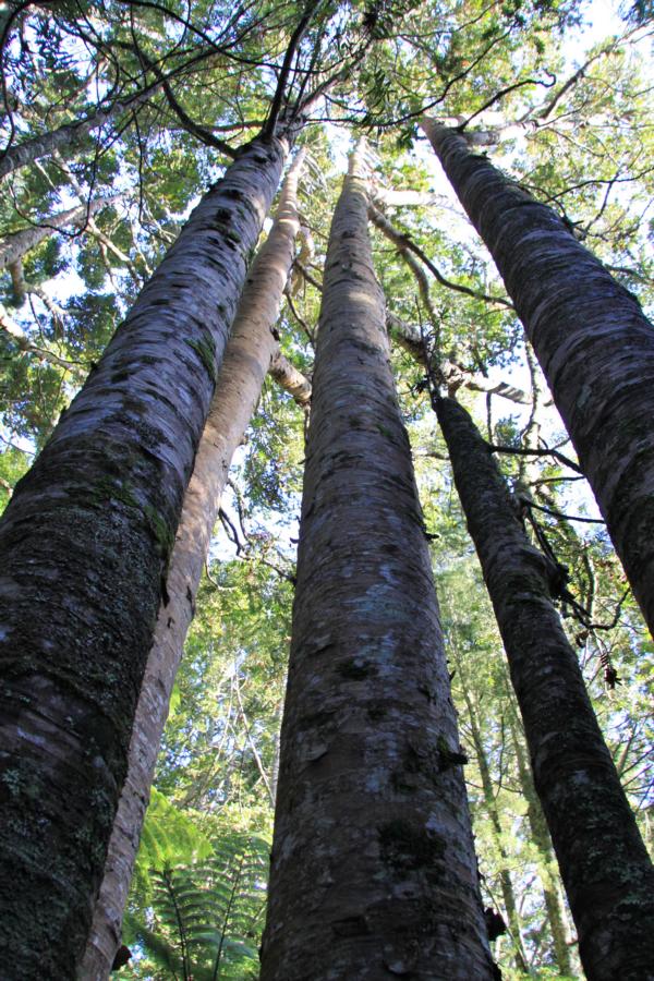 Der Neuseeländische Kauri-Baum ist ein immergrüner Baum, der meist Wuchshöhen von 30 bis 50 Meter und Stammdurchmesser von 1 bis 4 Meter oder mehr erreicht. Einzelne Exemplare können über 4000 Jahre alt werden. 