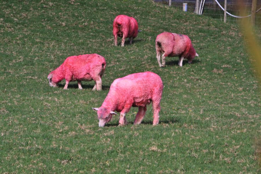 Nach Warkworth mach eine Schaffarm mit farbigen Tieren für ihre Produkte Reklame.