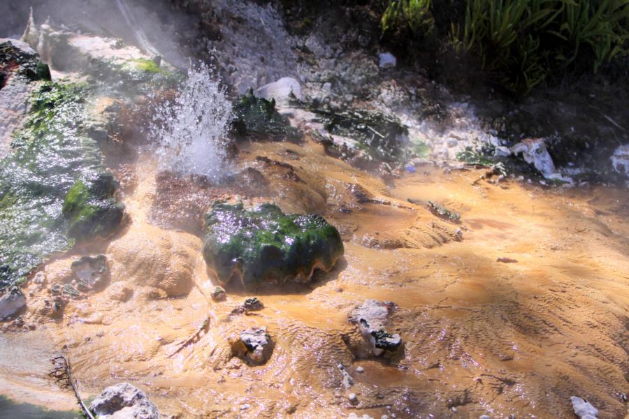 Selbst bei kochendem Wasser gedeihen noch Grünalgen. 