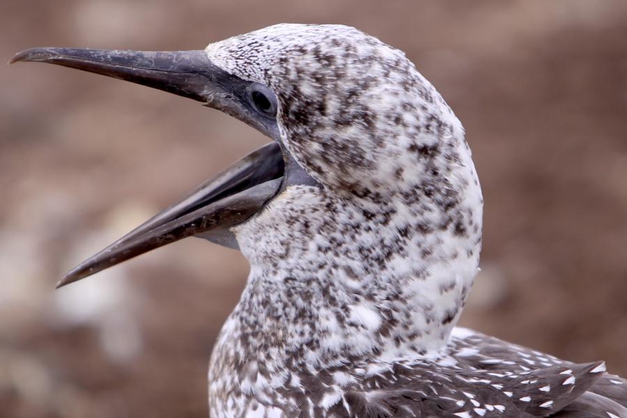 Bettelnder Jungvogel.