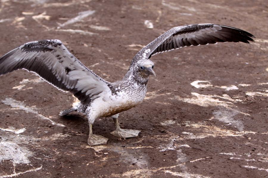 Im Dezember und Januar bauen die Altvögel die Nester, in denen sie ihre Küken ausbrüten. Ende April / Anfang Mai sind diese flügge und verlassen das Brutgebiet, um in wärmere Gefilde zu fliegen. Immer wieder führen die Jungvögel Flugübungen vor.