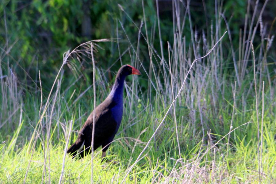 Purpurhuhn am Straßenrand.