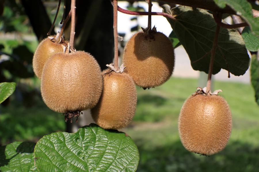 Die Kiwis waren fast zum Ernten reif.