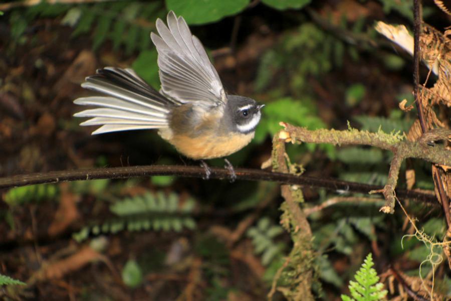 Der Fantail zeigt keinerlei Scheu vor Menschen. Er begleitete uns neugierig eine längere Strecke, die wir im Wald zurücklegten.