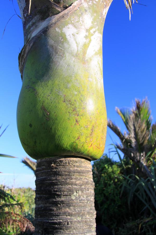 Die Nikau-Palme (Rhopalostylis sapida) ist eine auf Neuseeland verbreitete Pflanzenart der Familie der Palmengewächse (Arecaceae). Keine andere Palmenart wächst in noch südlicheren Breiten in freier Natur.