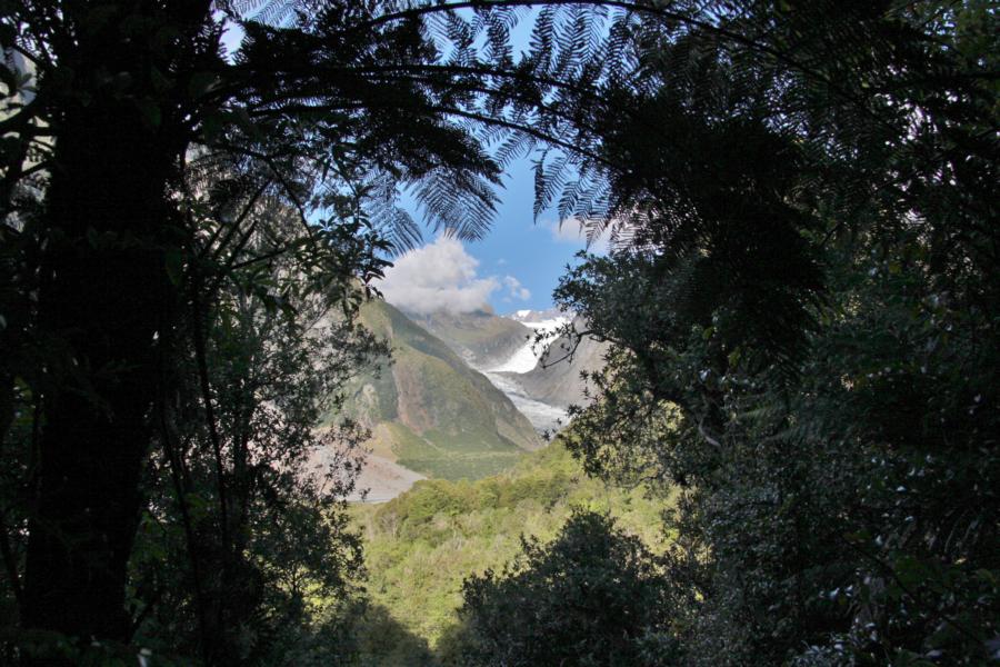 Blick aus dem Regenwald auf den Fox Glacier.