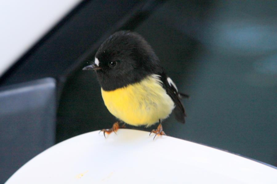 Unser neugieriger Freund auf dem Autospiegel.