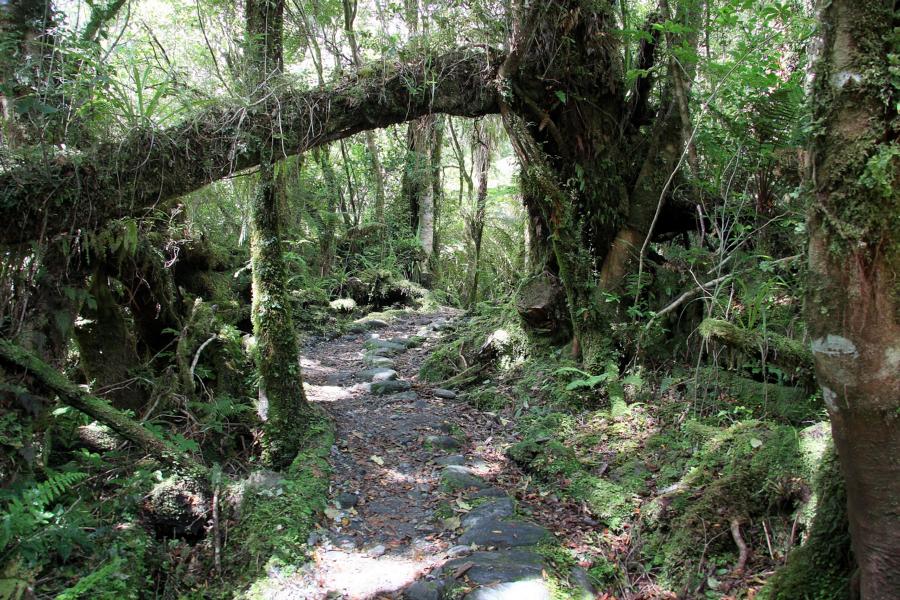 Wanderung durch herrlichen Regenwald.